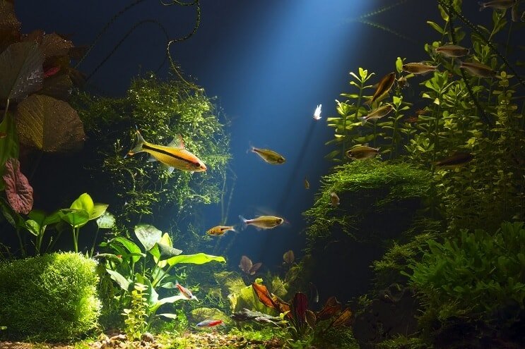 Habitat del pesce gatto di Cory