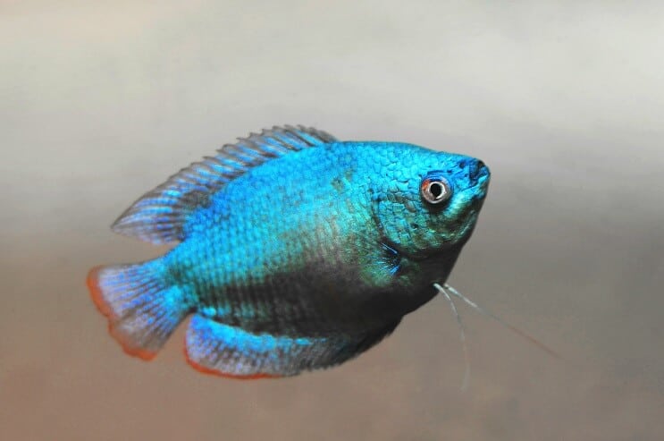 Aspetto del gourami nano