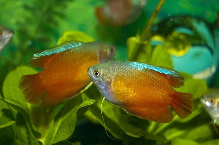 Due nani Gourami