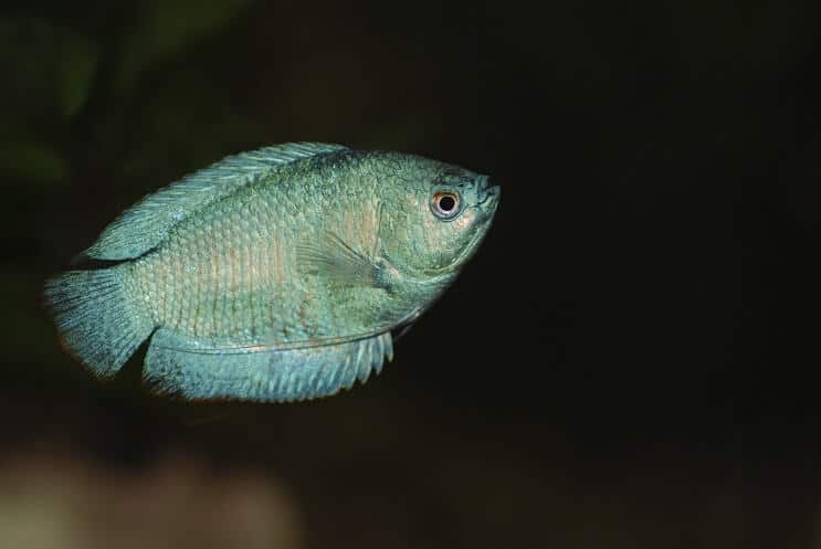 Gourami nano che nuota