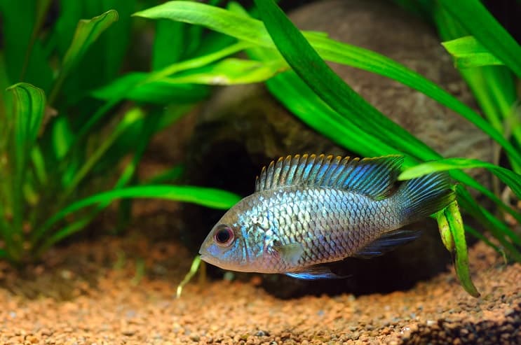 Acara blu elettrico