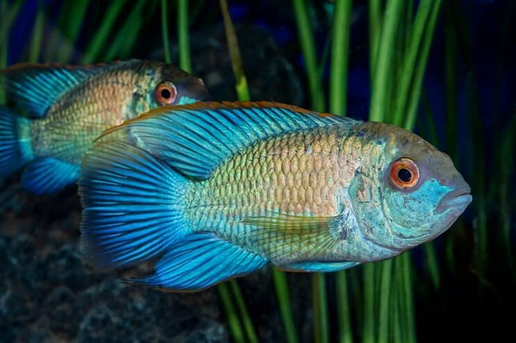 Aspetto blu elettrico di Acara