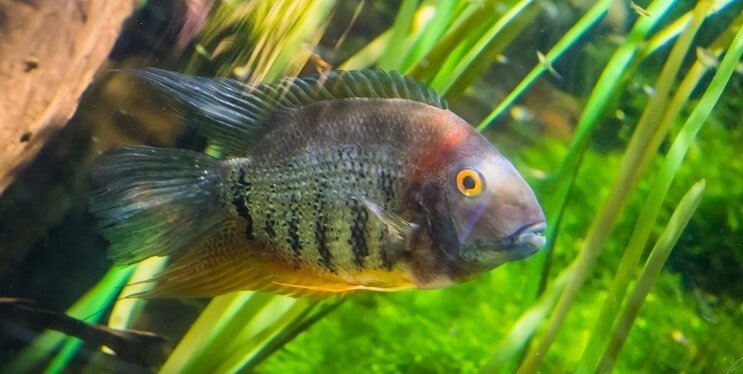 Cichlid fasciato