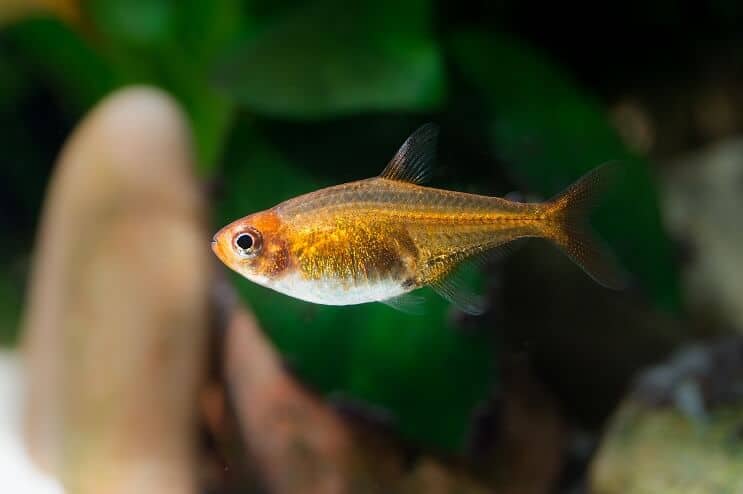 Aspetto di Ember Tetra