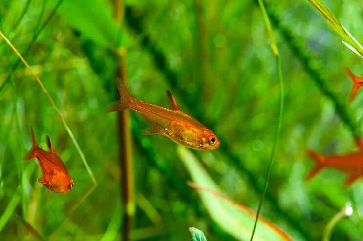 Ember Tetra Nuoto
