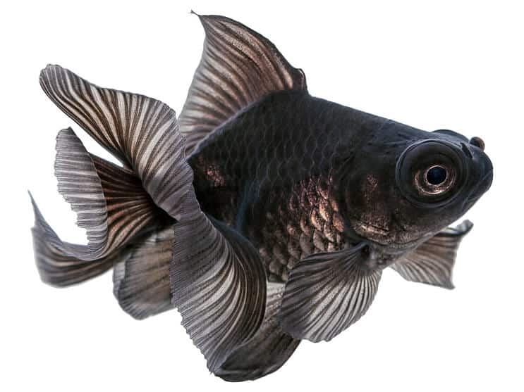 Pesce rosso telescopio nero