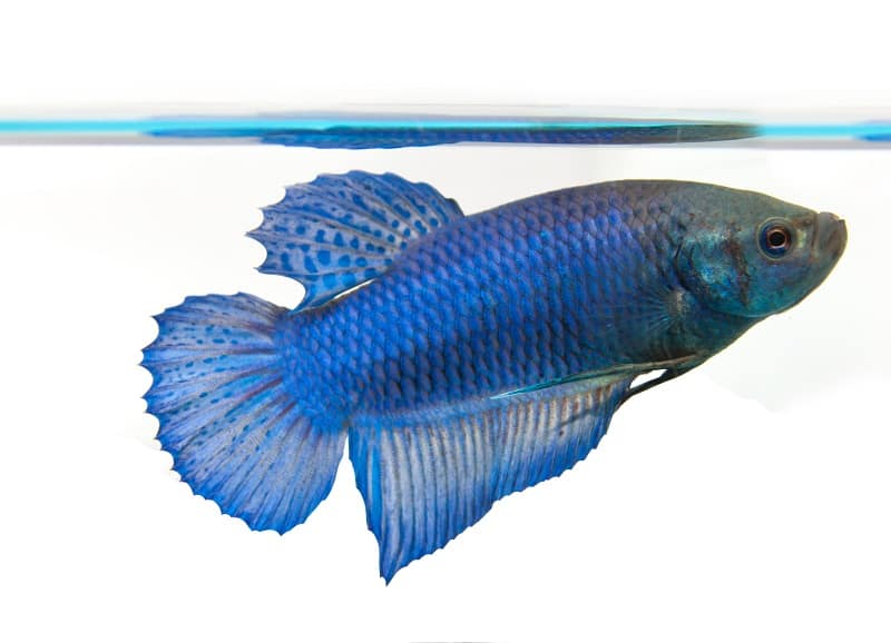 pesce betta femmina
