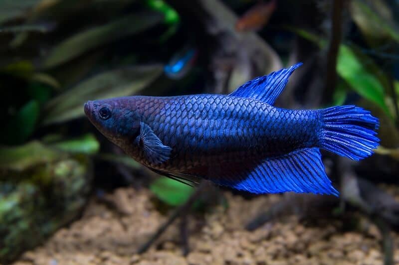 Pesce Betta femmina