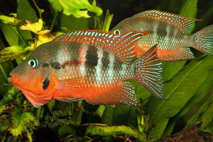 Firemouth Cichlid maschio e femmina