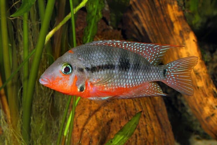 Firemouth Cichlid nuoto