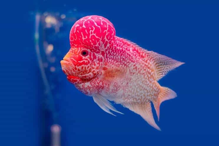 Flowerhorn Cichlid Panoramica