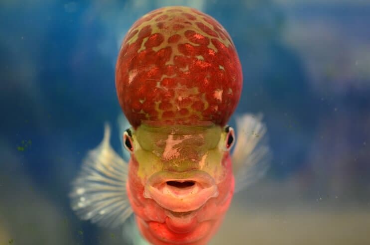 Flowerhorn Cichlid dalla parte anteriore