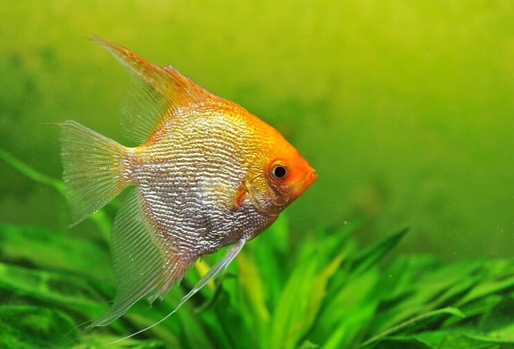 Pesce angelo d'oro