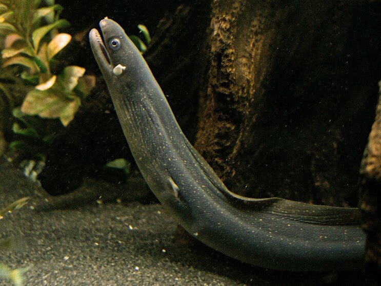 Murena