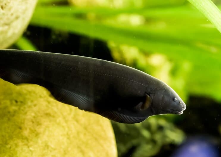 Knifefish fantasma nero