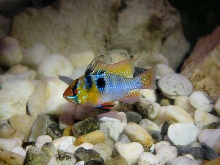 German Blue Ram