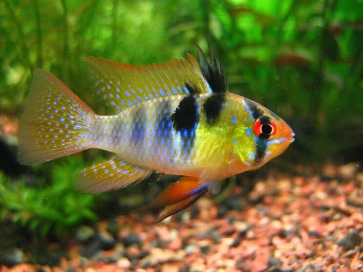 Nuoto tedesco ariete blu