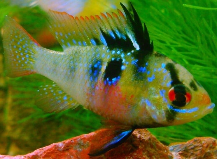 Tedesco Blue Ram Close Up