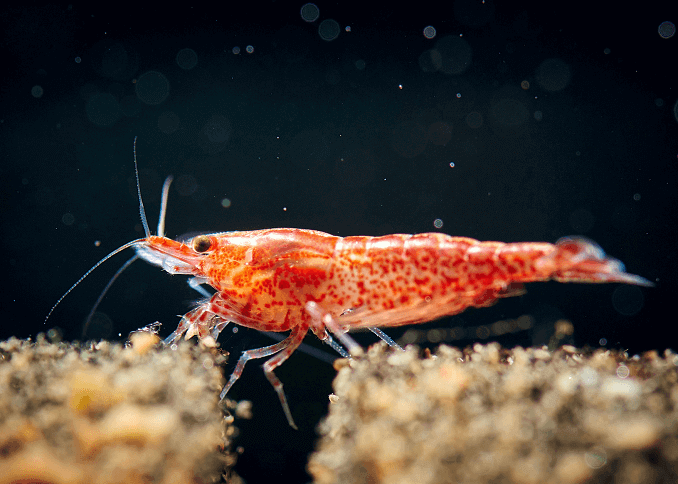Gamberetti alla ciliegia