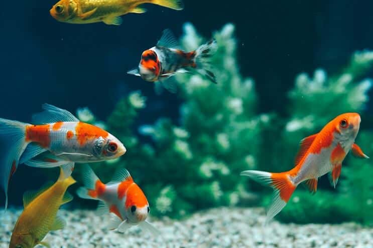 Pesce rosso comune