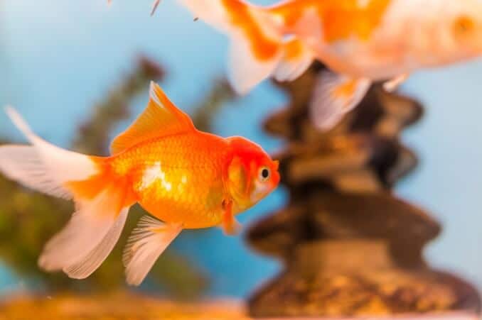 Pesce rosso