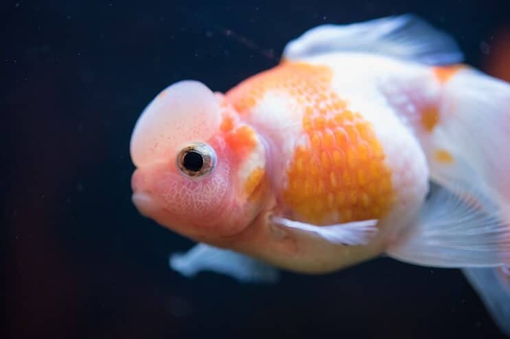 Goldfish Pearlscale