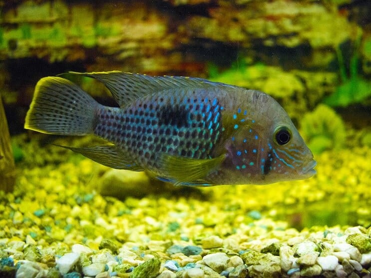 Cichlid Terrore Verde