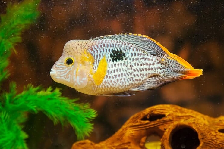 Pesce Terrore Verde