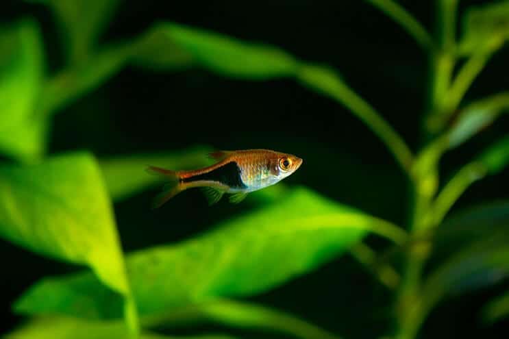 Harlequin Rasbora