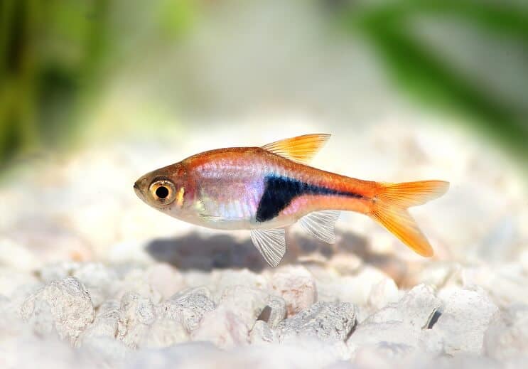 Aspetto di Harlequin Rasbora