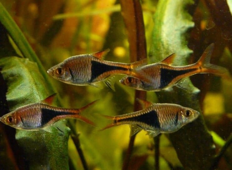 Condizioni del serbatoio Harlequin Rasbora