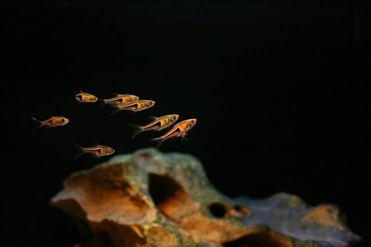 Compagni di vasca Harlequin Rasbora