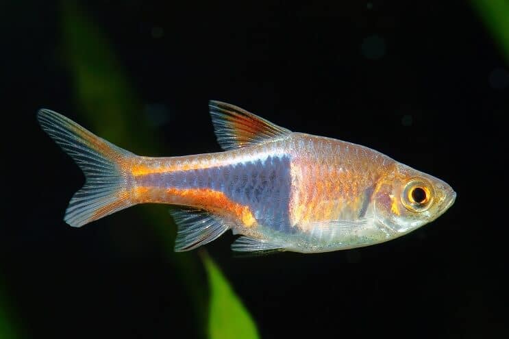 Harlequin Rasbora Care