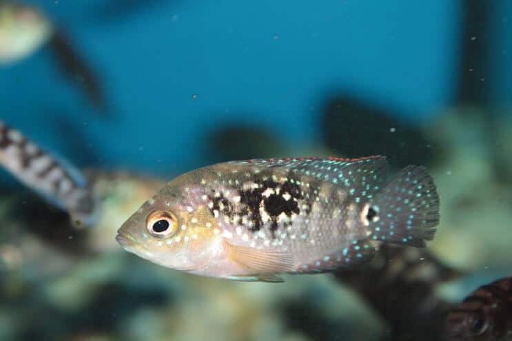 Pesce Jack Dempsey giovanile