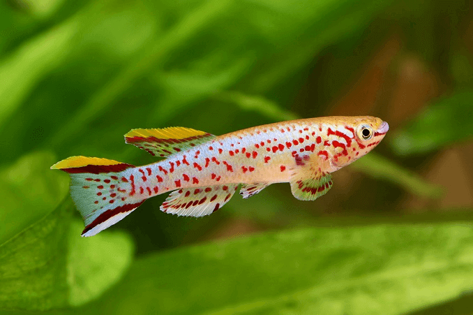 Il Killifish Blue Lyretail