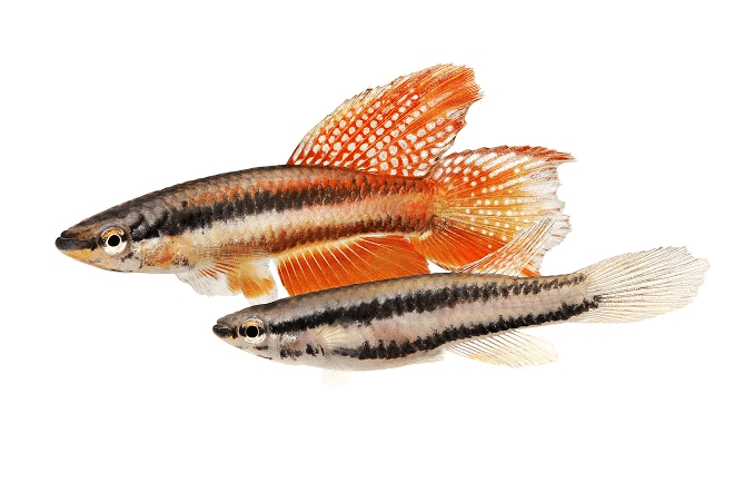 Coppia di Lagos Red Killifish