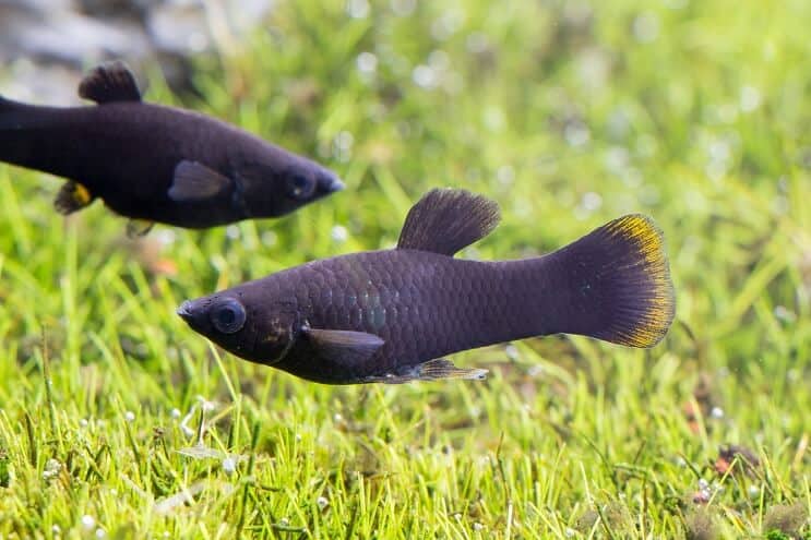 Pesce Molly Nero