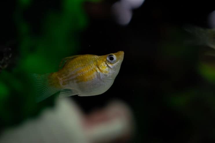 Palloncino Molly Fish