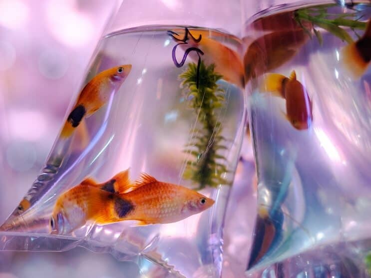 Molly Fish In Borsa