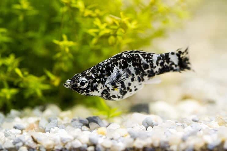 Pesce Molly dalmata