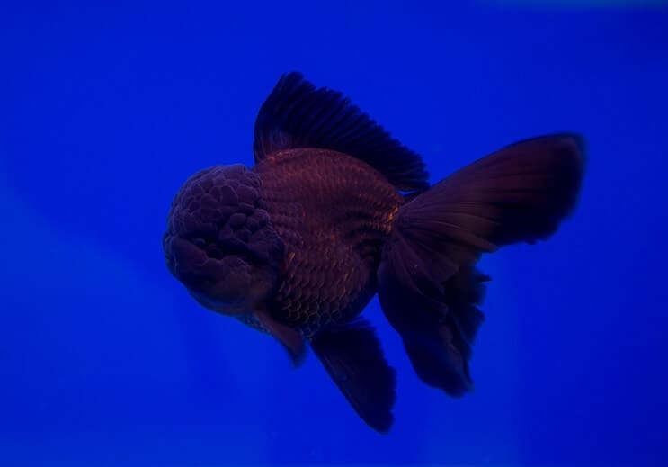 Pesce rosso oranda nero