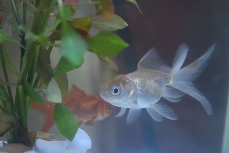 Pesce rosso blu di Oranda