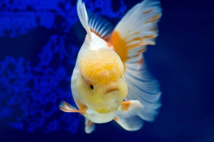 Oranda Goldfish Swimming