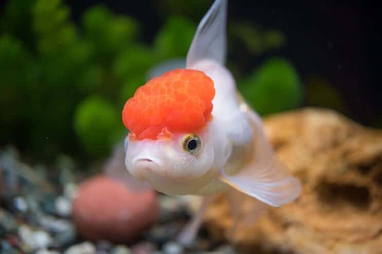 Aspetto del pesce rosso di Oranda