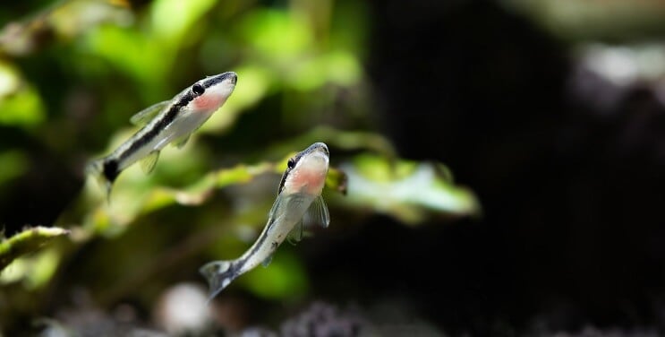 Otocinclus Nuoto