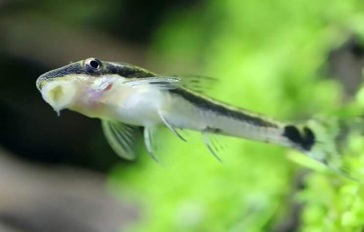 Otocinclus bloccato sul serbatoio