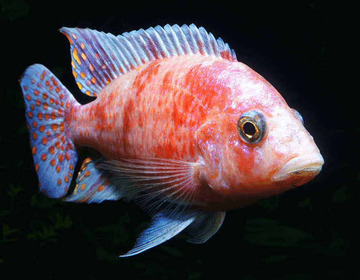 Cichlid africano del Malawi