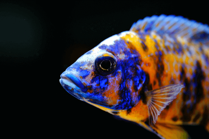 Cichlid africano pesce acquario colorato