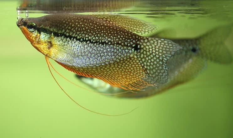 Aspetto Pearl Gourami