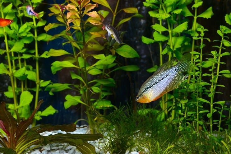Pearl Gourami in un acquario